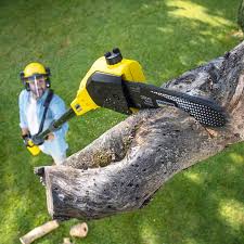 Best Lawn Renovation and Restoration  in Marionville, MO