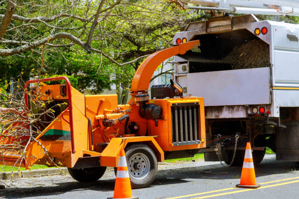 Best Tree Removal  in Marionville, MO