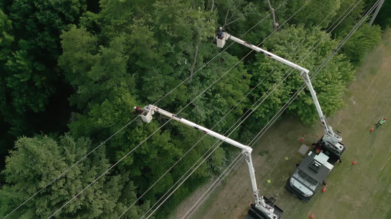 Best Storm Damage Tree Cleanup  in Marionville, MO