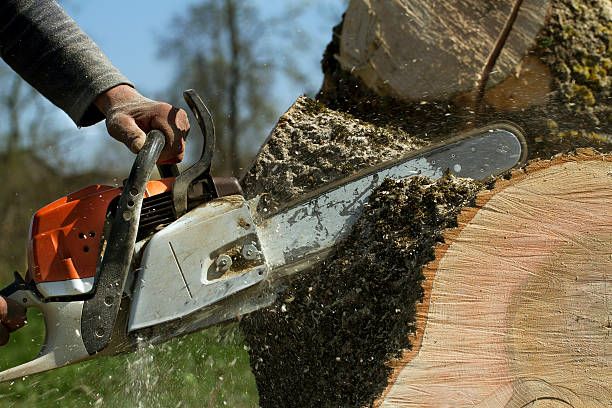 How Our Tree Care Process Works  in  Marionville, MO